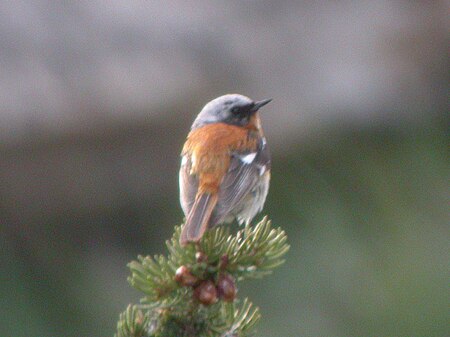 Rufous-backed Redstart.jpg