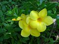 Golden Trumpet in Sri Lanka