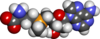 S-adenosylmethionine spacefill.png