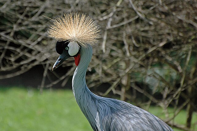 Grey Crowned Crane – a symbol of Uganda