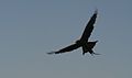 Hawk with a Rat on the Nile at Luxor