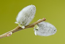 Two flowering male catkins from a goat willow tree (Salix caprea). Salix caprea 02.jpg