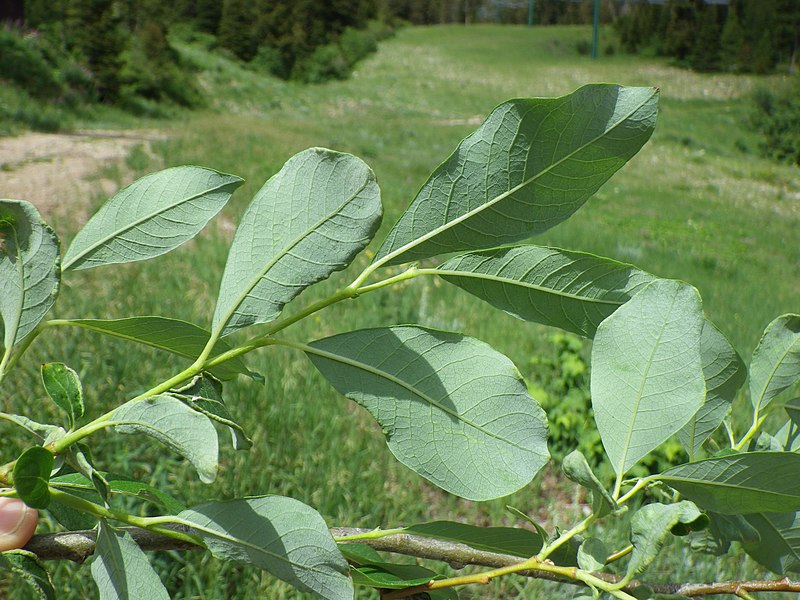 File:Salix scouleriana (7894211874).jpg