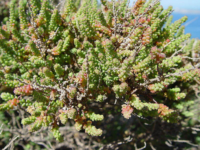 File:Salsola vermiculata.jpg