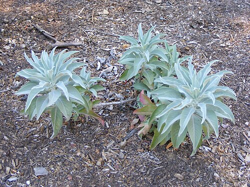 Salvia apiana Adelaide.jpg