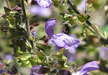 Salvia apiana - Wikipedia, la enciclopedia libre