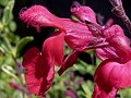 Salvia greggii 'Desert Blaze' J1.jpg