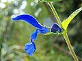 Detail na blankytně modrý dvoupyskatý květ