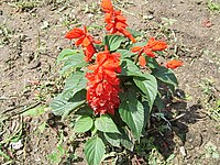 Salvia splendens-changbai.JPG