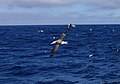 Salvin's Albatross (48350888711).jpg