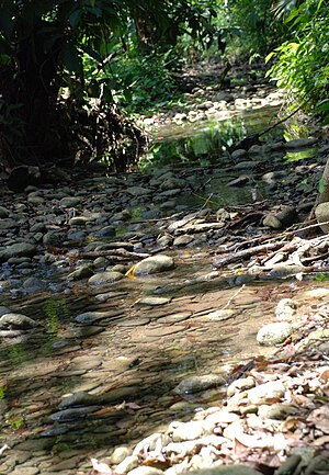 সান পেড্রো কলম্বিয়া.জেপিজি