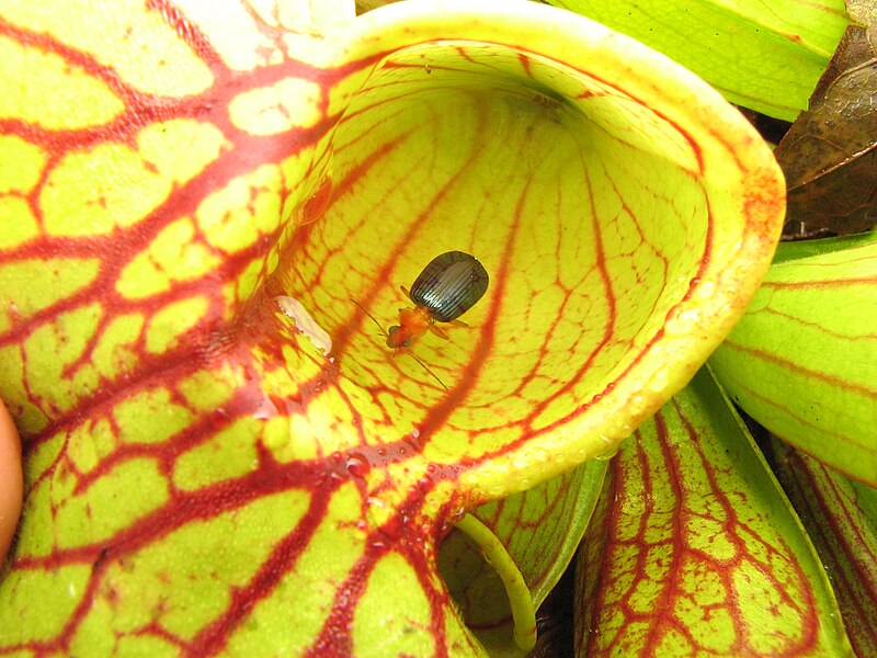 File:Sarracenia. Lebia grandis.2.jpg