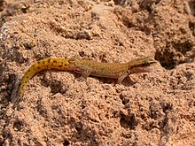 Saurodactylus brosseti 12885422.jpg