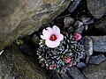Miniatura para Saxifraga × megaseiflora