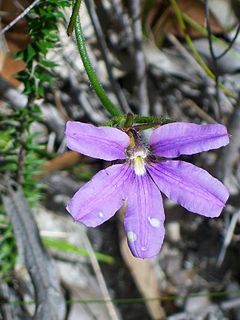 <i>Scaevola ramosissima</i> Species of shrub