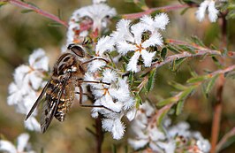 Leucopogon pulchellus