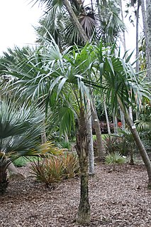 <i>Schippia</i> Genus of palms