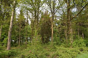 Schleswig-Holstein, Rosdorf, Landschaftschutzgebiet Waldfläche Wulfshorst NIK 6399.jpg