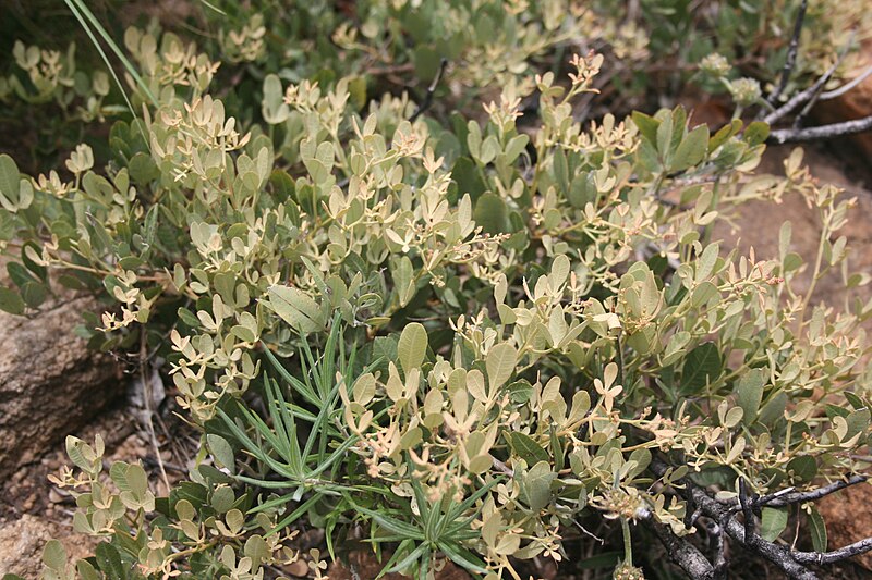 File:Searsia magalismontana subsp magalismontana, loof, Dewetsnek, a.jpg