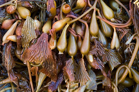 Macrocystis pyrifera (Giant Kelp)