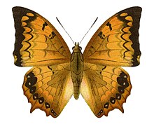 Seitz9FaunaIndoAustralicaPlate136, Charaxes Kahruba, ♂.jpg