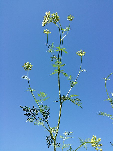 File:Selinum carvifolia sl6.jpg