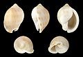 * Nomination Shell of a Saburon Bonnet, Semicassis saburon --Llez 21:31, 10 March 2017 (UTC) * Promotion Good quality --Jakubhal 22:30, 10 March 2017 (UTC)