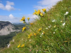 Common ragwort (Jacobaea abrotanifolia) in the subspecies subsp.  abrotanifolia in Upper Austria