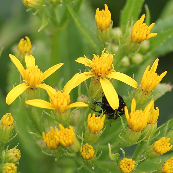 File:Senecio nemorensis (flower s4).JPG