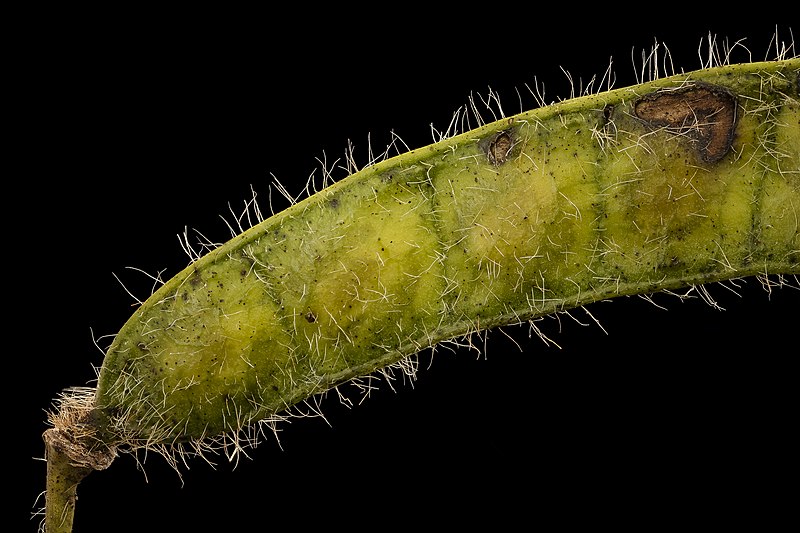 File:Senna hebecarpa, American senna, developing pod, Howard County, Md 2017-09-28-19.10 (37986337202).jpg