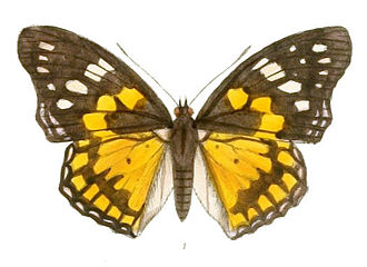 Sephisa chandra SephisaChandra198 1.jpg