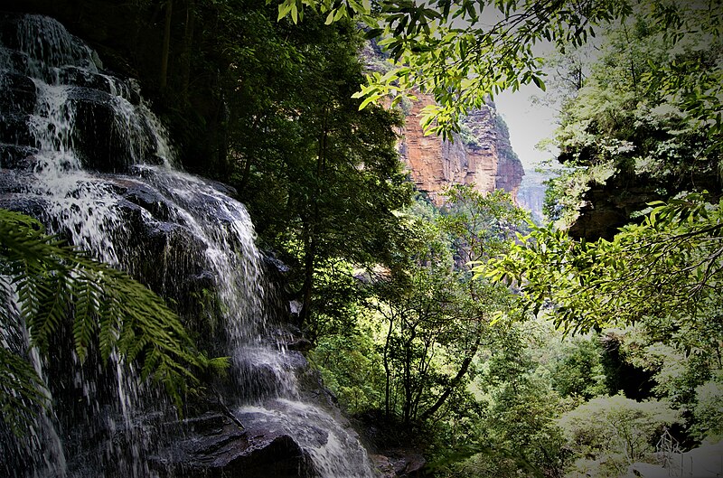 File:Shades of a Blue Mountains Walk.jpg