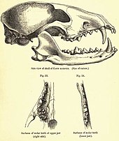 Short-eared dog skull Shortdogskull.jpg