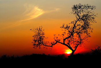 Silhouette Tree.jpg