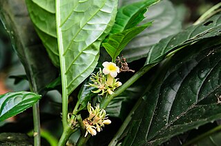 <span class="mw-page-title-main">Carlemanniaceae</span> Family of flowering plants