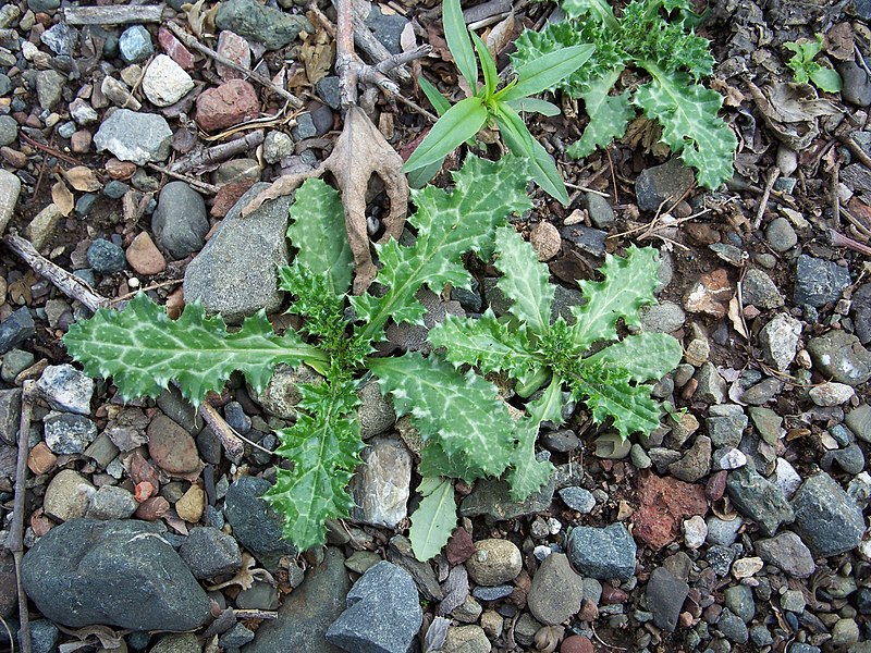 File:Silybum marianum-1.jpg