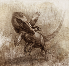 Sinocalliopteryx preying on Confuciusornis, as indicated by stomach contents of the former Sinocalliopteryx gigas feeding on the primitive bird Confuciusornis - journal.pone.0044012.g008.png