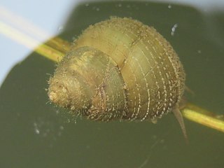 <i>Sinotaia quadrata</i> Species of mollusc
