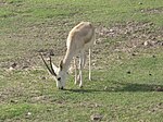 Sir Bani Yas