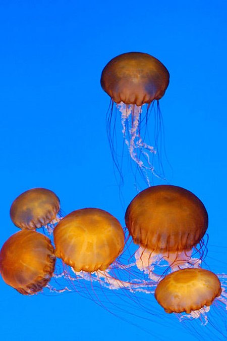 Six-Sea-Nettles.jpg