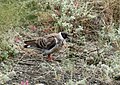 Snow Pigeon (Columba leuconota) (30876197467).jpg