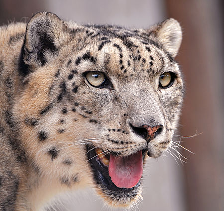 Tập tin:Snow leopard portrait.jpg
