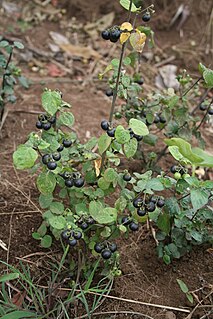 <i>Solanum scabrum</i> Species of flowering plant