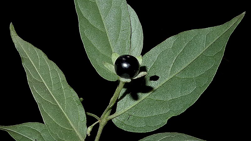 File:Solanum maranguapense Bitter (14258925839).jpg