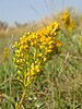 The prairie goldenrod (Solidago missouriensis)