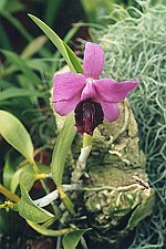 Miniatura para Cattleya bicalhoi