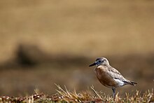 Южна Нова Зеландия Dotterel.jpg