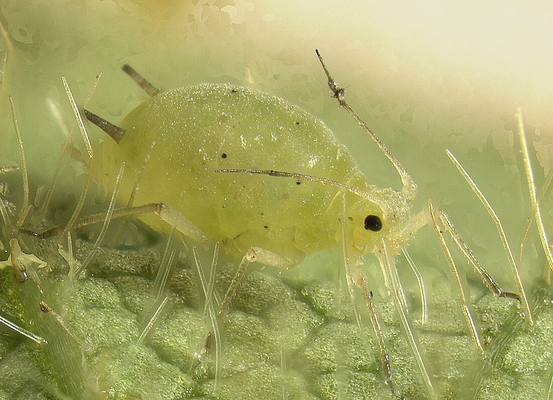 Aphis glycines