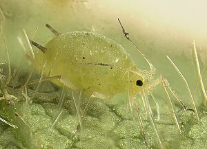 Soybean aphid (Aphis glycines)