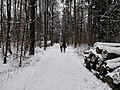 Spaziergang im verscheiten Siebentischwald - panoramio (3).jpg
